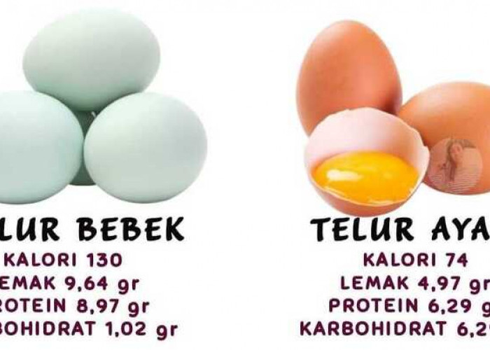 Telur Bebek atau Telur Ayam: Perbedaan yang Mudah Dikenali
