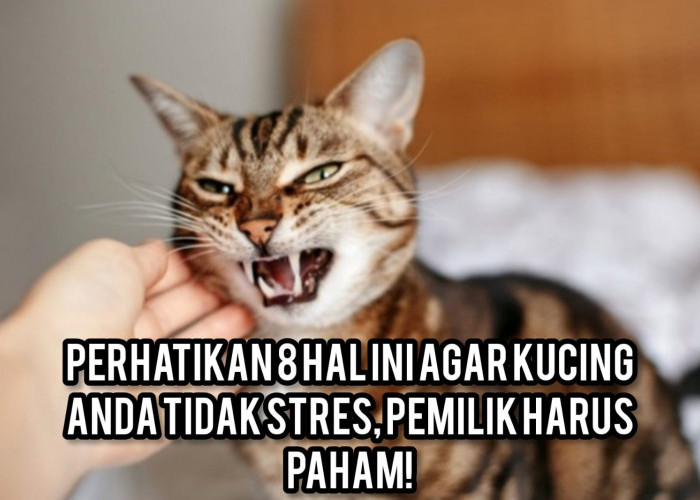 Perhatikan 8 Hal Ini Agar Kucing Anda Tidak Stres, Pemilik Harus Paham!