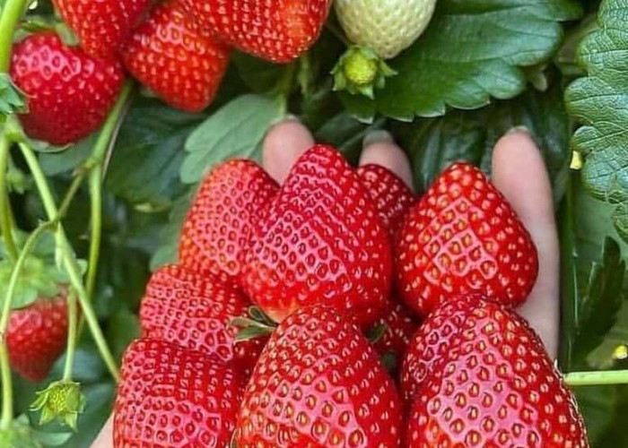 Tips dan Trik dalam Menyimpan Buah Strawberry dalam Freezer untuk Penggunaan dalam Smoothie
