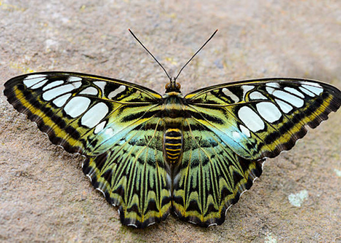 Kekuatan di Balik Keindahan: Misteri Struktur Sayap Kupu-kupu Terungkap
