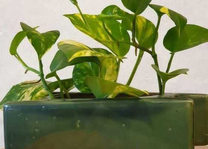 Menanam Tanaman Hias Secara Hidroponik, Solusi Praktis Mempercantik Rumah Tanpa Repot