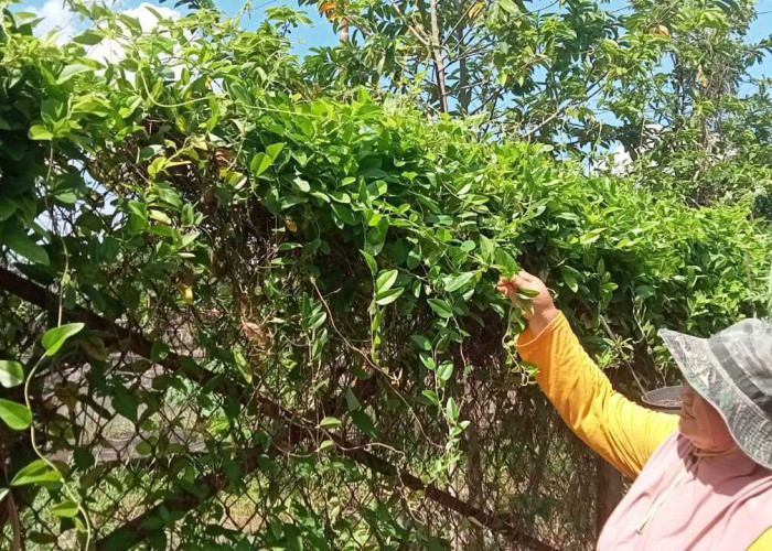 Ketahanan Pangan dari Pekarangan: Daun Cincau Hijau Jadi Peluang Usaha Rumahan yang Menjanjikan