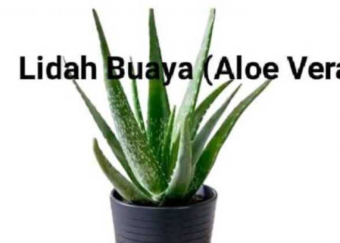 Bukan Hanya Untuk Kulit, Aloe Vera si Lidah Buaya Bisa Menurunkan Gula Darah Loh!