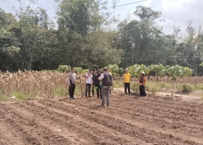 Dukung Ketahanan Pangan, Tanam Jagung Selaluas 1,5 Hektar