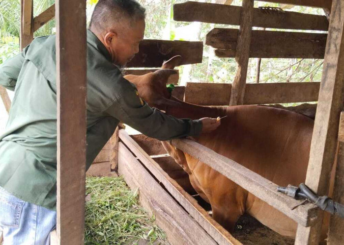 Dinas Pertanian OKU Cegah Penyebaran PMK