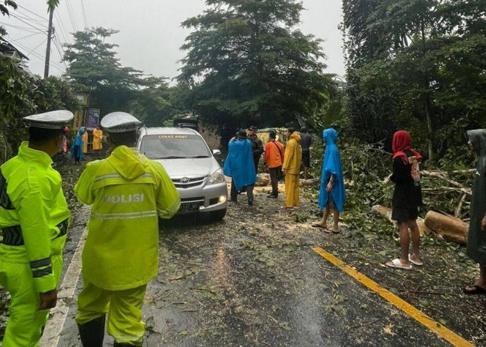 BPBD OKU Bersihkan Material Pohon Tumbang di Jalinsum