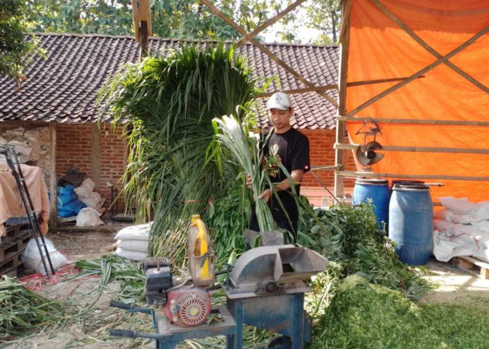 Kisah Pengusaha Pakan Ternak dari Ponorogo Ini Buktikan KUR BRI Bisa Bikin Usaha Berkembang