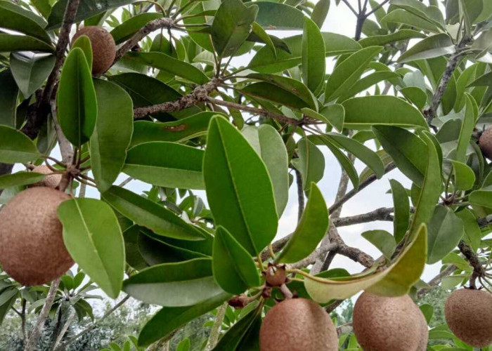 Sawo Si Buah Tropis Manis Legit, Bantu Jaga Kesehatan Jantung