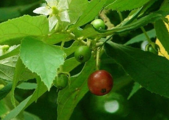 Tidak Banyak Yang Tahu, Ternyata Daun Buah Seri Juga Punya Manfaat Bagi Kesehatan Loh