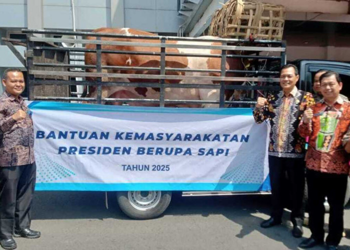Muara Enim Terima Sapi Kurban Bobot 900 Kg dari Presiden RI
