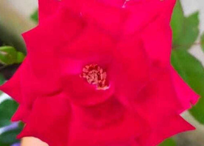 Bunga Mawar, Simbol Cinta dan Energi Positif yang Dipercaya Membawa Keberuntungan