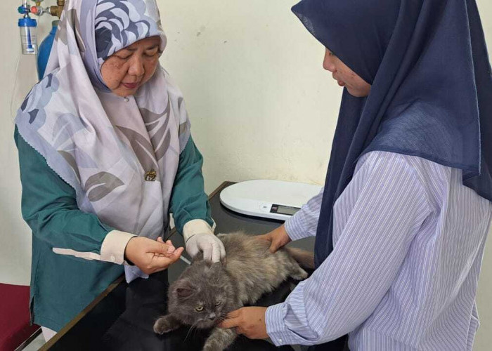 Selama Ramadan 1447 H, Puskeswan Prabumulih Tetap Buka Layani Pemeriksaan Kesehatan Hewan