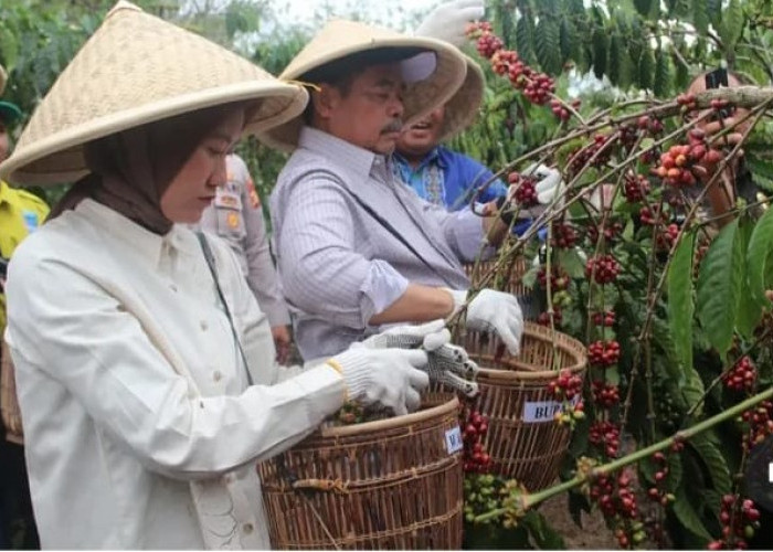 Kopi Lahat: Jejak Panjang, Tantangan, dan Harapan Baru
