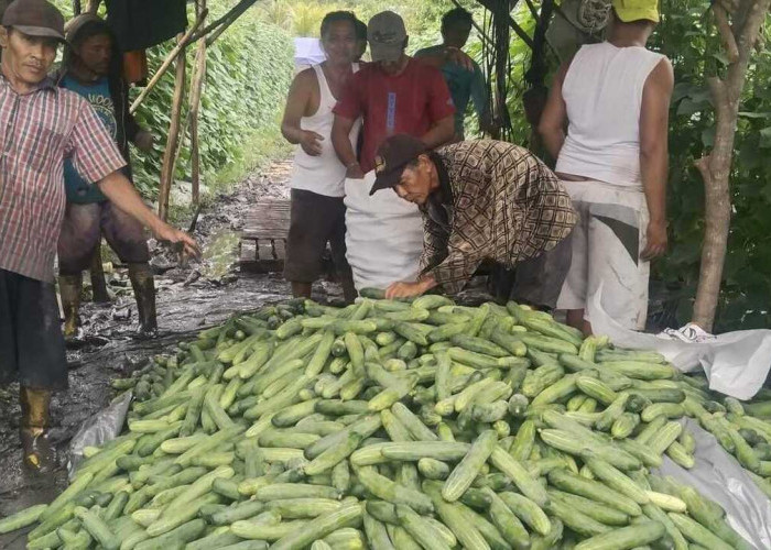 Budidaya Timun di Pulau Semambu : Pilihan Tepat untuk Petani Lokal