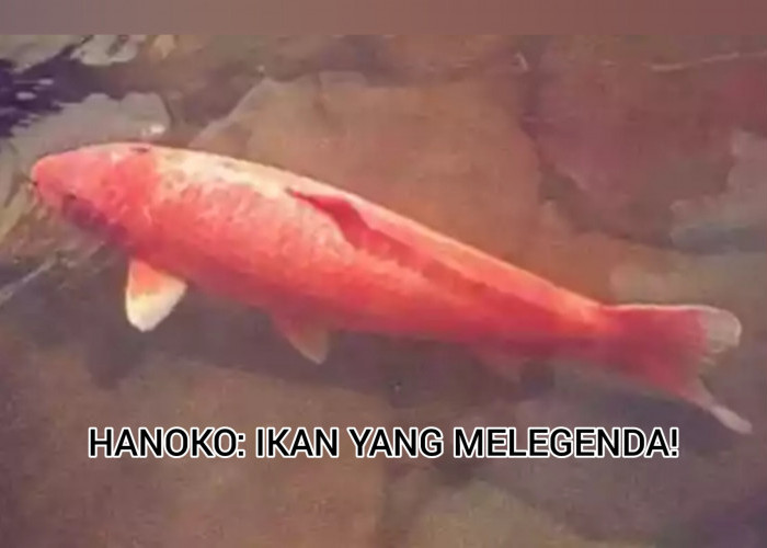 Kisah Hanako, Ikan Koi Tertua di Jepang yang Menjadi Legenda