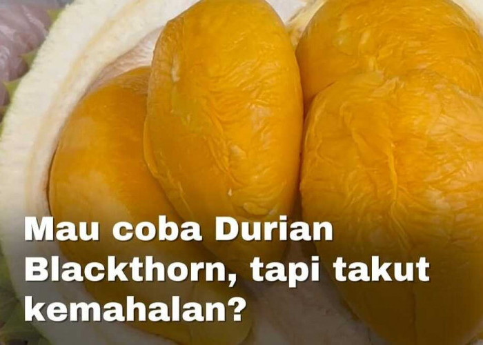 Mengenal Lebih Dekat Ragam Durian Unggulan di Dunia: Dari Musang King hingga Black Thorn
