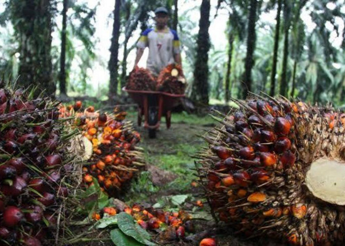 Harga TBS Sawit di OKU Naik Rp450 Perkg