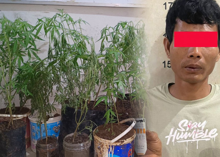 Tanam Ganja di Dapur, Petani di Empat Lawang Ditangkap Polisi 