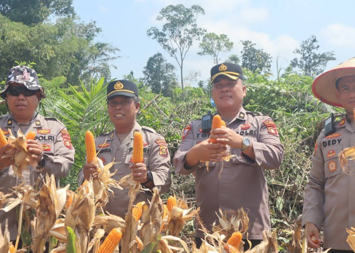 Dukung Ketahanan Pangan, Polsek Sungai Keruh Panen Jagung