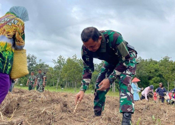 TNI AD dan Warga Desa Pagar Dewa Bersinergi Tanam Singkong untuk Ketahanan Pangan