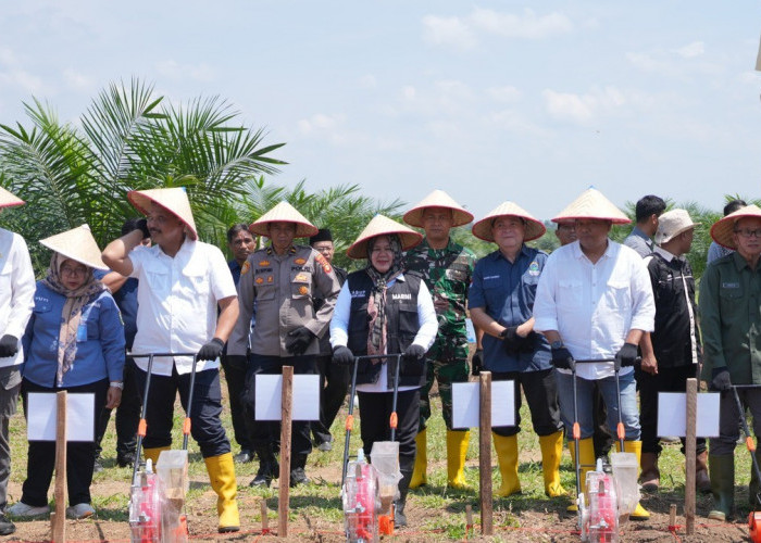 Dorong Swasembada Pangan, Tanam Padi Gogo di Lahan Sawit