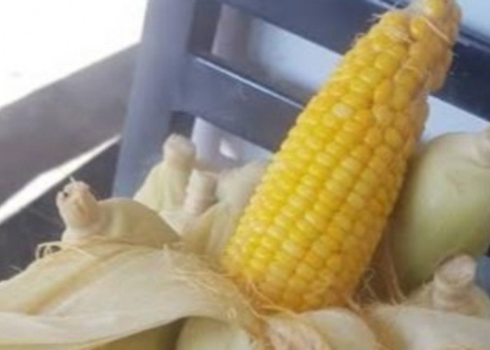 Cara Merebus Jagung agar Empuk dan Manis, Camilan Sehat Favorit Keluarga
