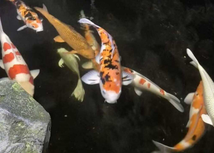 Ikan Koi Makin Digemari, Begini Cara Merawatnya agar Sehat dan Warnanya Tetap Cantik