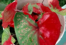 Diburu Saat Trend, Keladi Bukan Sekedar Bunga Hias Namun Punya Fungsi Lain Yang Jarang Diketahui