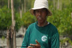 Kisah Masyarakat Pasir Sakti: Dulu Terkikis Abrasi, Kini Tumbuh Mangrove yang Menghidupi