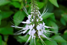 Keren! Kumis Kucing Bantu Masalah Ginjal dan Batu Ginjal, Begini Caranya