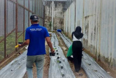 Ramadhan Penuh Makna: Warga Binaan Lapas Kayuagung Berkarya dan Produktif di Lahan SAE 