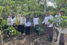 Kemenkum Sumsel Pantau Mutu Kopi Robusta Lahat sebagai Produk Indikasi Geografis
