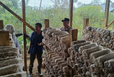 Dorong Ketahanan Pangan Lewat Budidaya Jamur Tiram