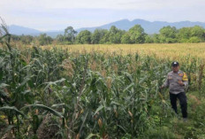 Komoditas Jagung di Pagar Agung Siap Panen