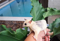Sugar Glider, Si Kecil Imut yang Disenangi Anak-Anak hingga Dewasa
