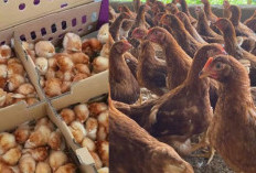 Lebih Untung Ternak Ayam Petelur dari DOC atau Pullet? Simak Perbandingan Lengkap Sebelum Memulai Usaha