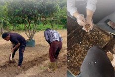 WBP Lapas Kayuagung Aktif Jalani Pembinaan, dari Olah Lahan Hingga Maggot