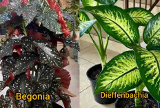 Begonia dan Dieffenbachia, Tanaman Hias Cantik yang Tumbuh Subur di Media Air