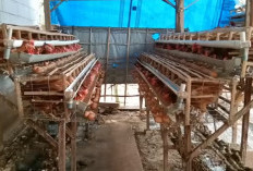 Hal yang Wajib Dipahami Sebelum Ternak Ayam Petelur, Pemilihan Bibit Jadi Kunci Utama