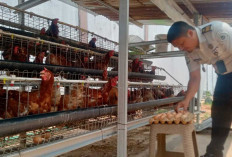 Lapas Muara Enim Hasilkan 1.800 Butir Telur