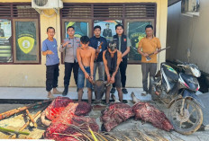H-1 Idul Adha, Oknum Karyawan PT Lonsum Ditangkap Diduga Terlibat Pencurian Sapi