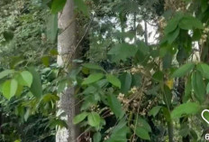 Manfaat Daun Salam untuk Kesehatan dan Rumah Tangga, Solusi Alami Usir Serangga hingga Redakan Stres