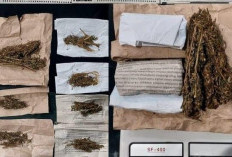 Sekelompok Pemuda Diduga Pengedar Daun Setan Diringkus Satres Narkoba Polres Lubuklinggau