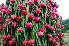 Pohon Buah Naga, Simbol Rezeki dan Harapan yang Tumbuh dari Halaman Rumah