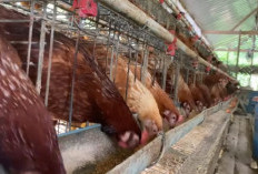 Kesalahan Fatal Peternak Ayam Petelur yang Sering Diabaikan: Manajemen Pasca Panen Telur Jadi Penentu Untung 
