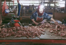 Daging Ayam di Muara Enim Tembus Rp45 Ribu/Kg, Pedagang Sebut MBG Jadi Pemicu, Hutang Terus Menumpuk