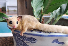 Mengenal Jenis dan Cara Merawat Sugar Glider agar Sehat dan Jinak