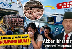 Viral Bau Babi di Kapal ASDP Bikin Penumpang Mual, Akbar Ikhramsyah Desak Kapal Khusus Ternak Masuk APBN