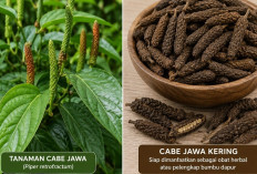 Cabe Jawa Rempah Tradisional dengan Segudang Khasiat, Kaum Adam Wajib Tahu!