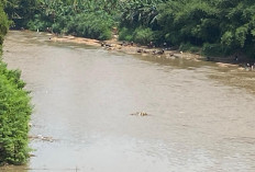 Musim Kemarau, Warga OKU Ramai-ramai Mendulang Emas di Sungai Ogan